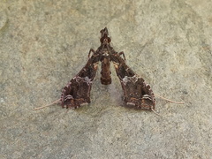 Lineodes triangulalis