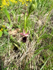 Ophrys bertolonii