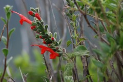 Salvia oppositiflora
