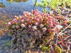 Sedum pedicellatum