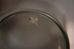 Bythotrephes longimanus