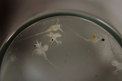 Bythotrephes longimanus