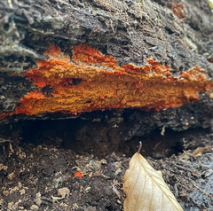 Phlebia coccineofulva