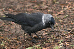 Corvus monedula