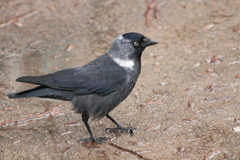 Corvus monedula