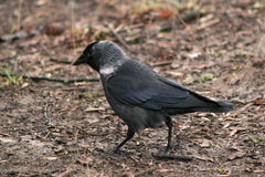 Corvus monedula