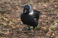 Corvus monedula