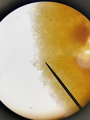 Phlebia coccineofulva