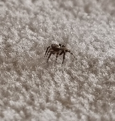 Maratus griseus