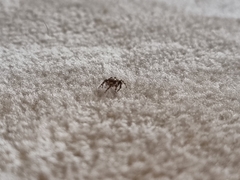 Maratus griseus