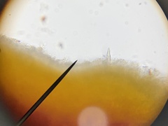 Phlebia coccineofulva