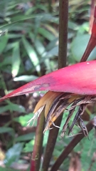 Heliconia nutans