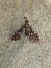 Lineodes triangulalis