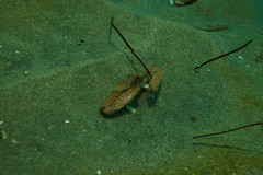 Latulambrus occidentalis