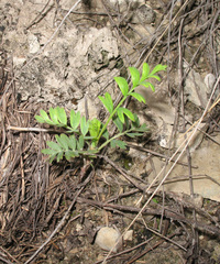 Sibbaldianthe orientalis