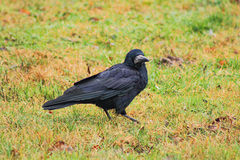 Corvus frugilegus