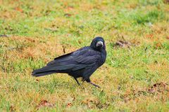 Corvus frugilegus