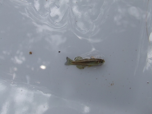 Pseudomugil gertrudae