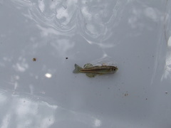 Pseudomugil gertrudae