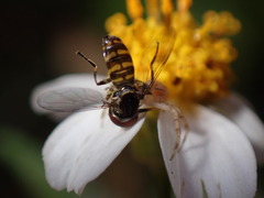 Toxomerus verticalis