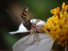 Toxomerus verticalis