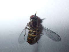 Toxomerus verticalis