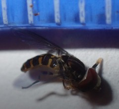 Toxomerus verticalis