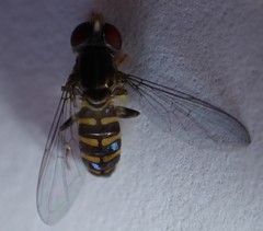 Toxomerus verticalis