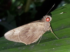 Erionota hiraca