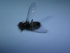 Toxomerus verticalis