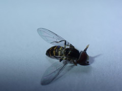 Toxomerus verticalis