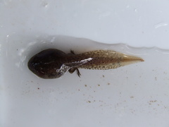 Ranoidea caerulea