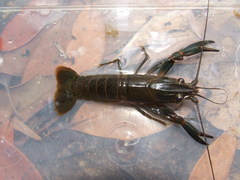 Cherax quadricarinatus