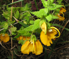 Rhynchocorys orientalis