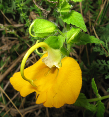 Rhynchocorys orientalis