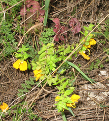 Rhynchocorys orientalis