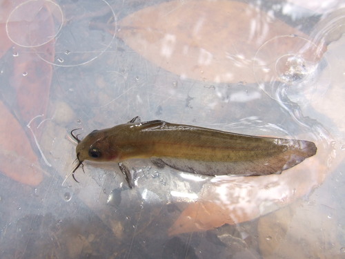 Neosilurus ater