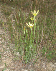 Tragopogon pusillus
