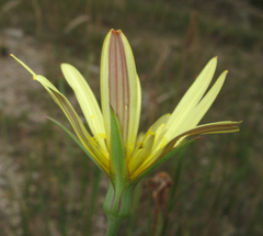 Tragopogon pusillus