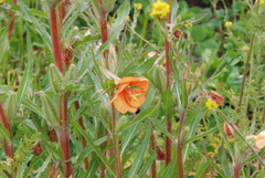 Oenothera peruana