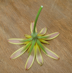 Tragopogon pusillus