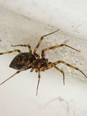 Lepthyphantes