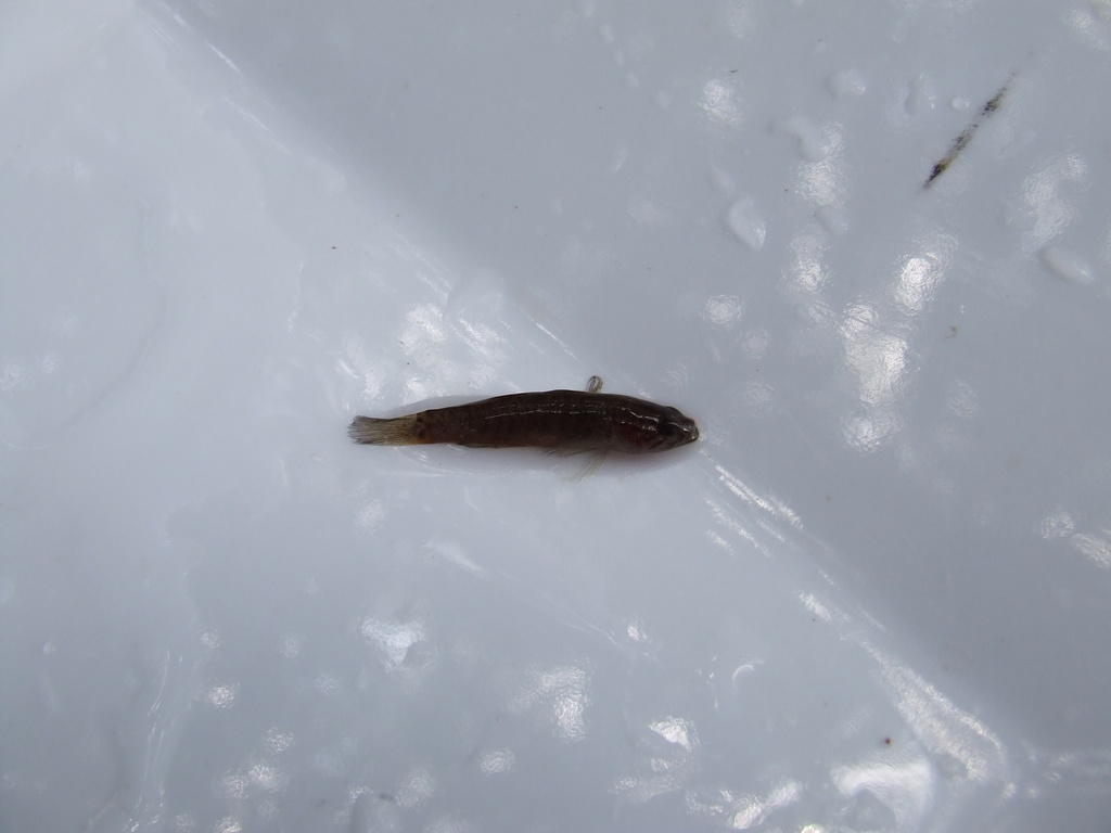 Poreless Gudgeon