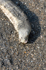 Hydrophis schistosus