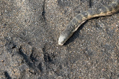 Hydrophis schistosus