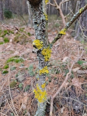 Xanthoria parietina