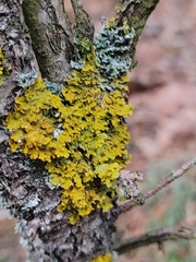 Xanthoria parietina