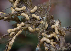 Badhamia crassipella