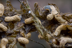 Badhamia crassipella