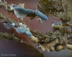 Badhamia crassipella